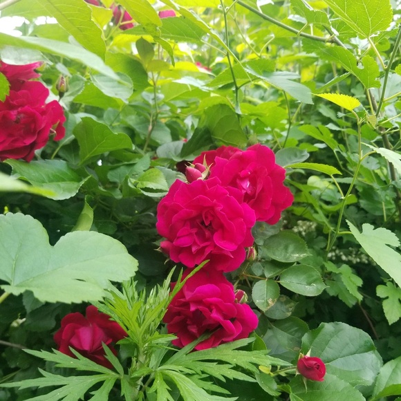 Meet your Posher, Latoya - Picture 1 of 1